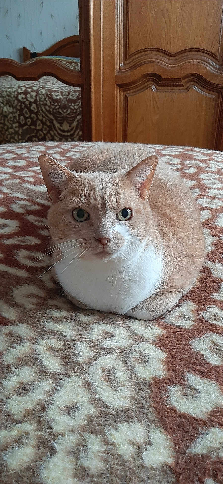 Nonnez Julie a rejoint le concours — aidez-le/la à gagner de superbes lots ! cat, animal, pet, loaf, feline, whiskers, bed, blanket, pattern, brown, white, indoor, fur, ears, eyes, wood, wardrobe, furniture, resting, calm