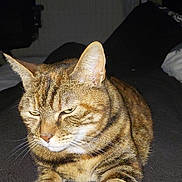 Nova participe au concours pour gagner de l'argent avec cette photo : cat, tabby, animal, pet, feline, whiskers, ears, fur, striped, closeup, indoor, resting, mammal, cute, domestic, lying_down, relaxed, face, eyes, paws