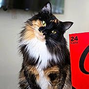 Luna May is registered to the contest to win money with this photo: cat, calico_cat, longhair, fluffy, green_eyes, whiskers, portrait, indoor, red_box, packaging, text_on_box, sitting, close_up, fur, ears, nose, pose, curious, household, table