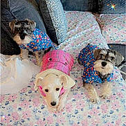 Bella joined the competition — help win amazing prizes! dog, schnauzer, small_dog, couch, blanket, dog_clothing, living_room, rug, wooden_cabinet, patterned_blanket, blue_clothing, pink_clothing, floor, three_dogs, pet, indoor, home, fur, cute, resting