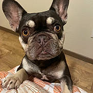 Darla Mae joined the competition — help win amazing prizes! dog, french_bulldog, pet, animal, close_up, indoor, brown_floor, blanket, paw, ears, face, eyes, nose, fur, cute, looking, curious, resting, underbite, expression