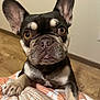 dog, french_bulldog, pet, animal, close_up, indoor, brown_floor, blanket, paw, ears, face, eyes, nose, fur, cute, looking, curious, resting, underbite, expression