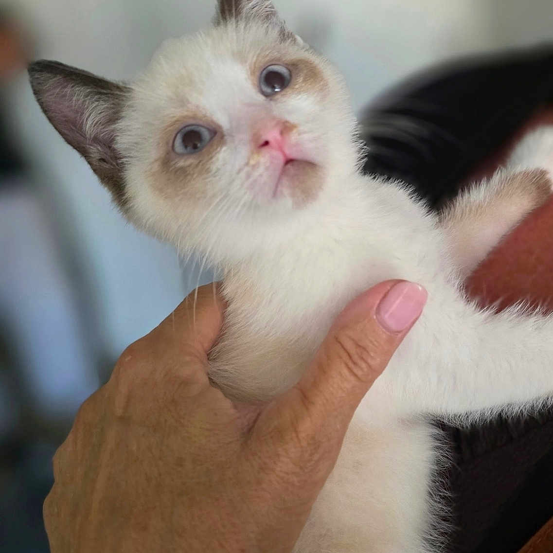 Litchy participe au concours pour gagner de l'argent avec cette photo : kitten, cat, animal, pet, cream_fur, dark_ears, blue_eyes, pink_nose, fluffy, cute, portrait, close_up, being_held, human_hand, indoor, soft_background, whiskers, paws, adorable, photography