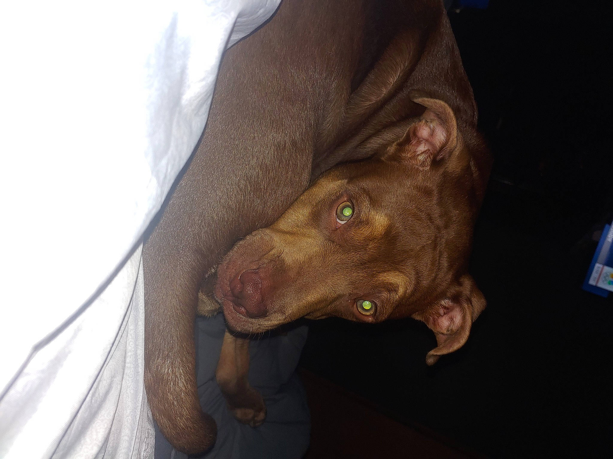 Reya joined the competition — help win amazing prizes! canidae, carnivore, companion_dog, dog, dog_breed, ear, fang, fawn, fur, guard_dog, hunting_dog, jaw, liver, non_sporting_group, snout, sporting_group, terrestrial_animal, toy_dog, whiskers, working_animal