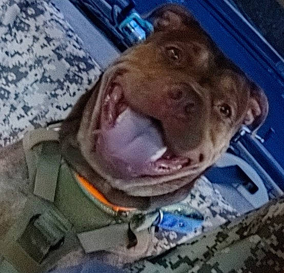 Reya is registered to the contest to win money with this photo: auto_part, automotive_exterior, automotive_window_part, car, carnivore, dog, dog_breed, electric_blue, family_car, jaw, liver, metal, personal_protective_equipment, selfie, snout, square, vehicle_door, visual_arts, windshield, working_animal