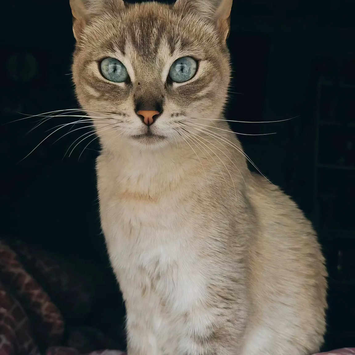 Luna joined the competition — help win amazing prizes! abyssinian, animal, cat, kitten, manx, pet, siamese