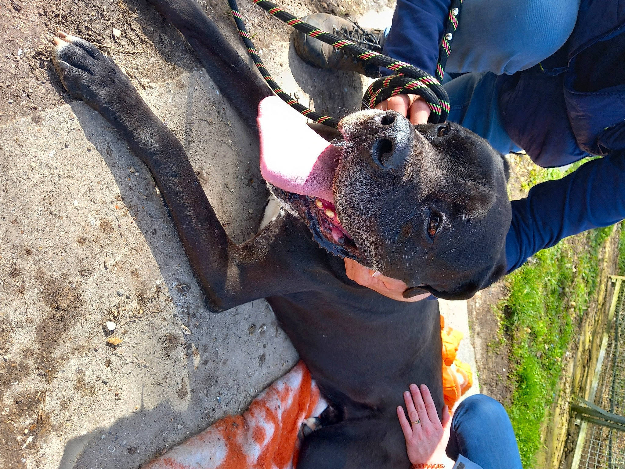 Lilou participe au concours pour gagner de l'argent avec cette photo : adventure, canidae, carnivore, dog, elbow, eyewear, fun, landscape, leisure, personal_protective_equipment, plant, recreation, soil, sporting_group, sunglasses, tree