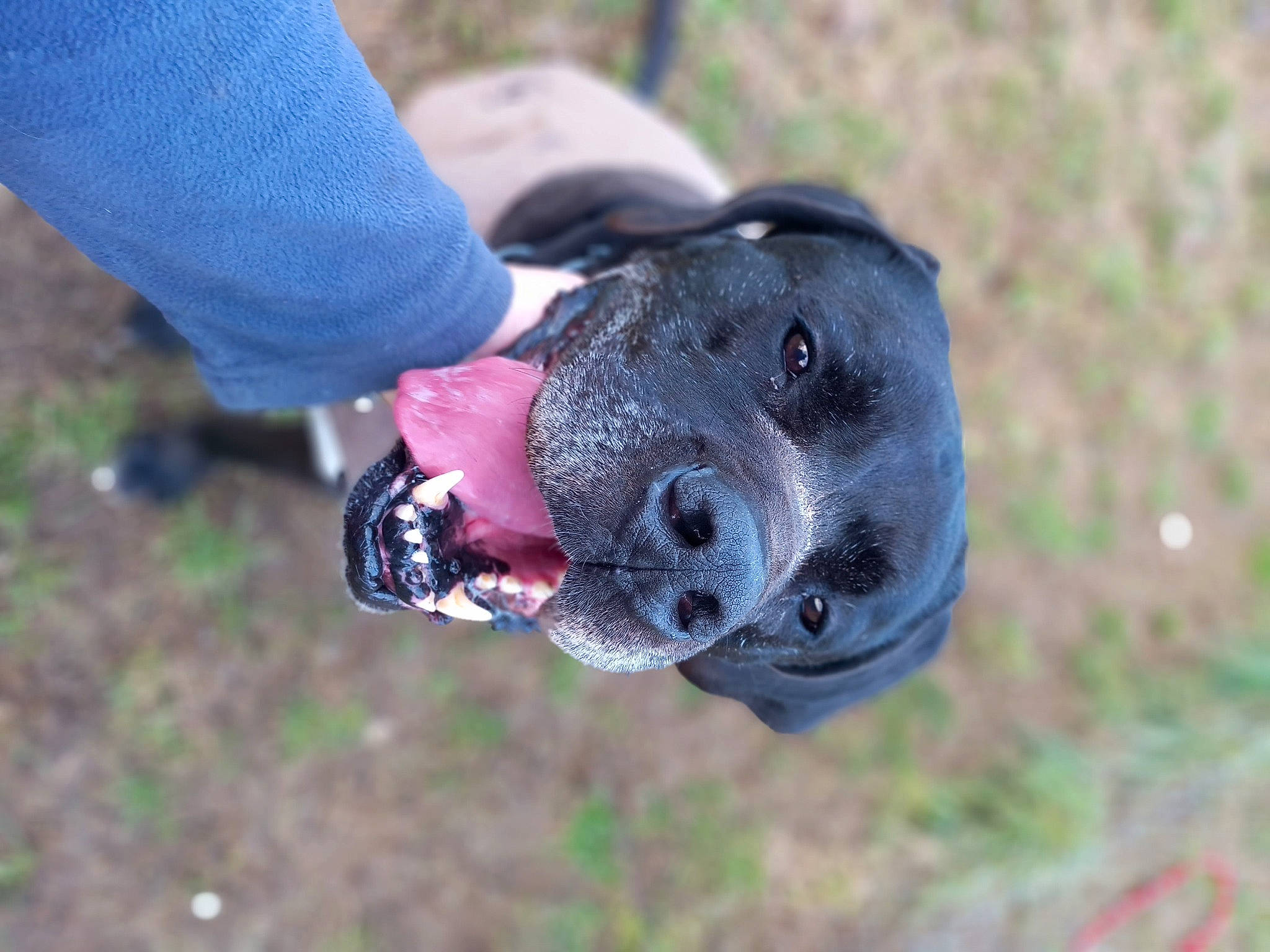 Lilou participe au concours pour gagner de l'argent avec cette photo : adventure, canidae, carnivore, collar, dog, dog_breed, electric_blue, fashion_accessory, grass, guard_dog, non_sporting_group, personal_protective_equipment, plant, recreation, snout, soil, sporting_group