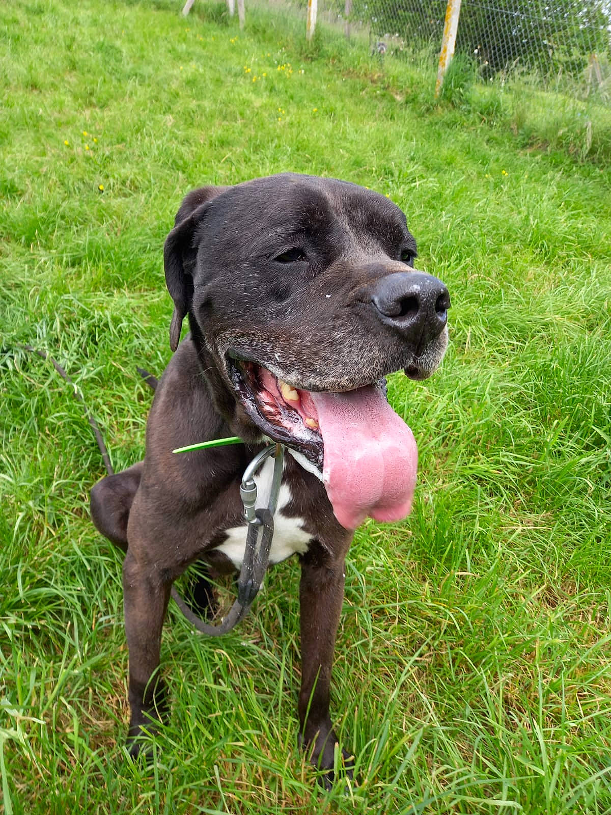 Lilou a rejoint le concours — aidez-le/la à gagner de superbes lots ! borador, carnivore, collar, companion_dog, dog, dog_breed, dog_collar, dog_supply, fashion_accessory, fawn, grass, gun_dog, leash, liver, pet_supply, plant, tail, terrestrial_animal, whiskers, working_animal