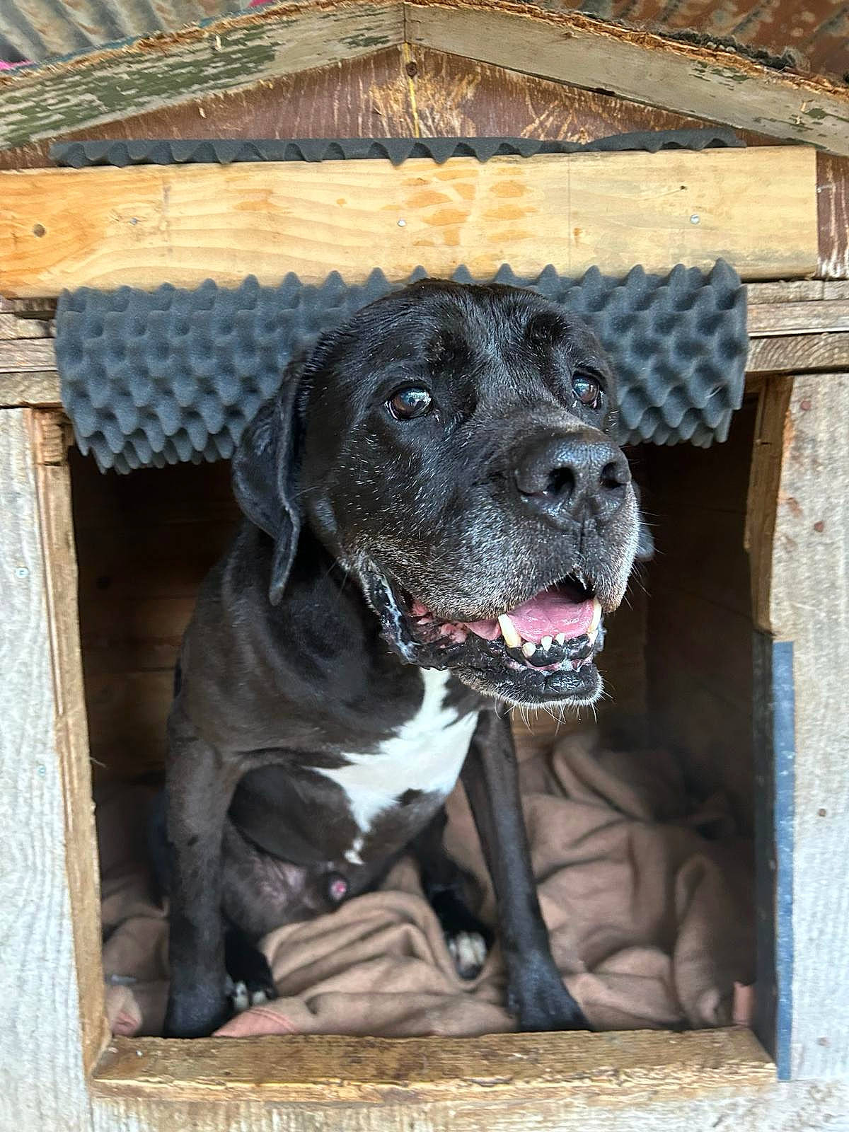 Lilou participe au concours pour gagner de l'argent avec cette photo : animal_shelter, canidae, carnivore, collar, companion_dog, dog, dog_breed, dog_collar, dog_supply, fawn, fur, guard_dog, pet_supply, retriever, snout, sporting_group, window, wood, working_animal, working_dog