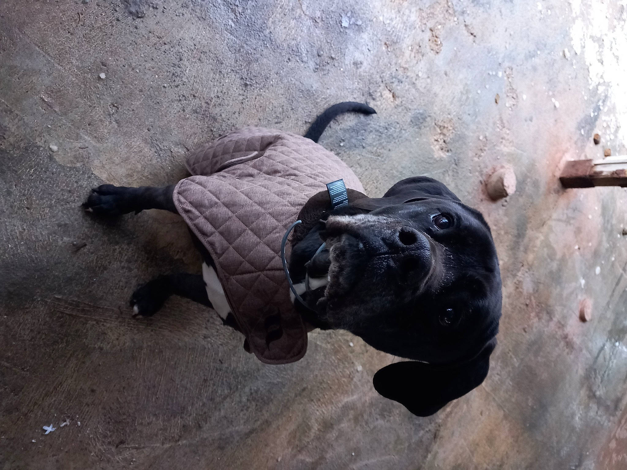 Lilou participe au concours pour gagner de l'argent avec cette photo : art, big_cats, canidae, carnivore, dog, dog_breed, fawn, guard_dog, metal, non_sporting_group, reptile, sculpture, shadow, snout, soil, sporting_group, terrestrial_animal, wildlife, working_animal