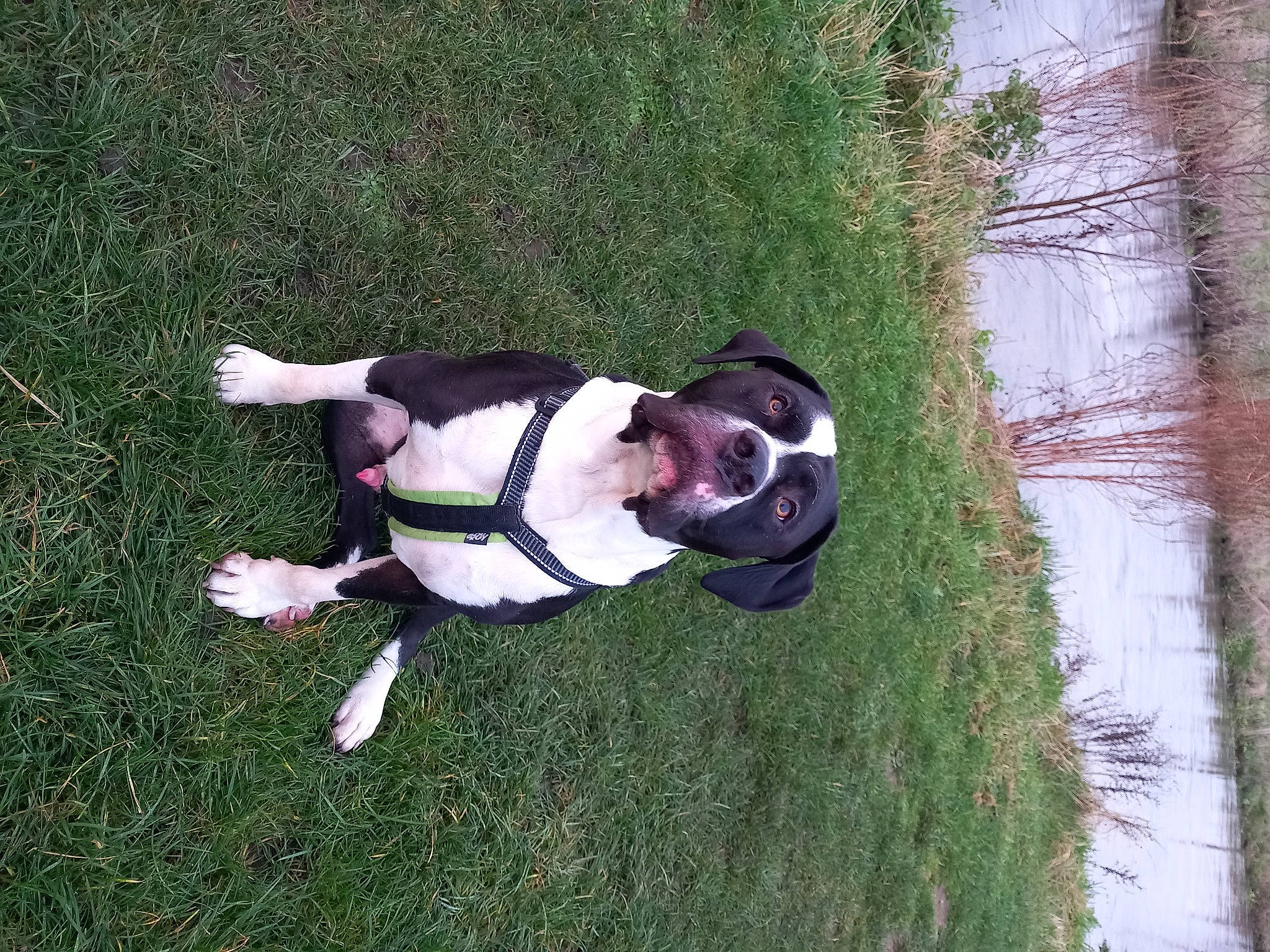 Virgin participe au concours pour gagner de l'argent avec cette photo : boston_terrier, canidae, carnivore, collar, companion_dog, dog, dog_breed, dog_collar, dog_supply, fawn, fun, fur, grass, leash, plant, snout, sporting_group, tail, tree, trunk