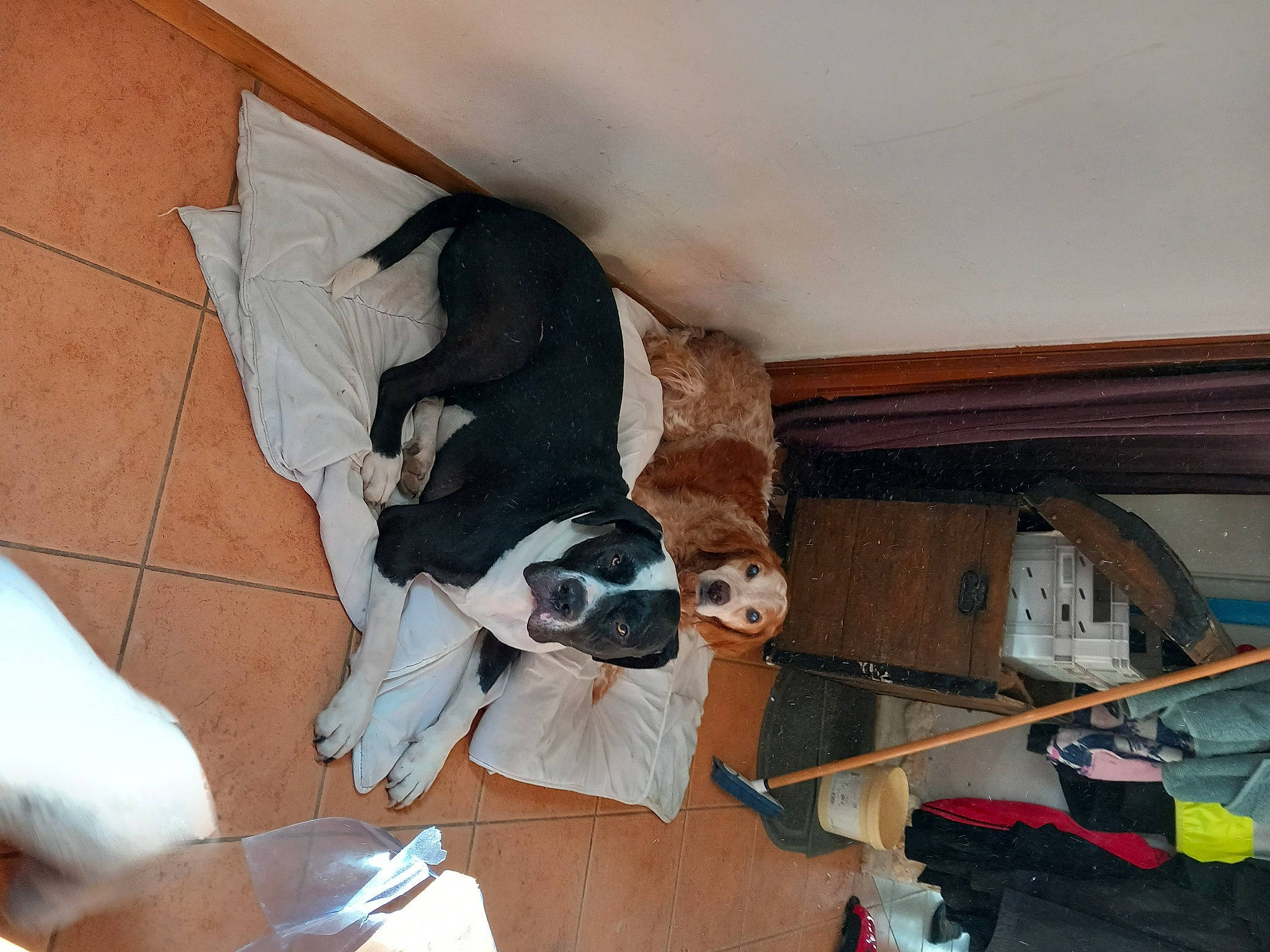 Virgin a rejoint le concours — aidez-le/la à gagner de superbes lots ! bag, boston_terrier, canidae, carnivore, collar, comfort, companion_dog, dog, dog_breed, dog_supply, fawn, flooring, hardwood, plywood, room, sporting_group, tail, wood, wood_stain, working_animal