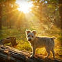 dog, forest, sunlight, log, nature, outdoor, animal, golden_hour, sun_rays, dust_particles, magic, fluffy, canine, tree, wood, daylight, park, mammal, scenery, sunshine