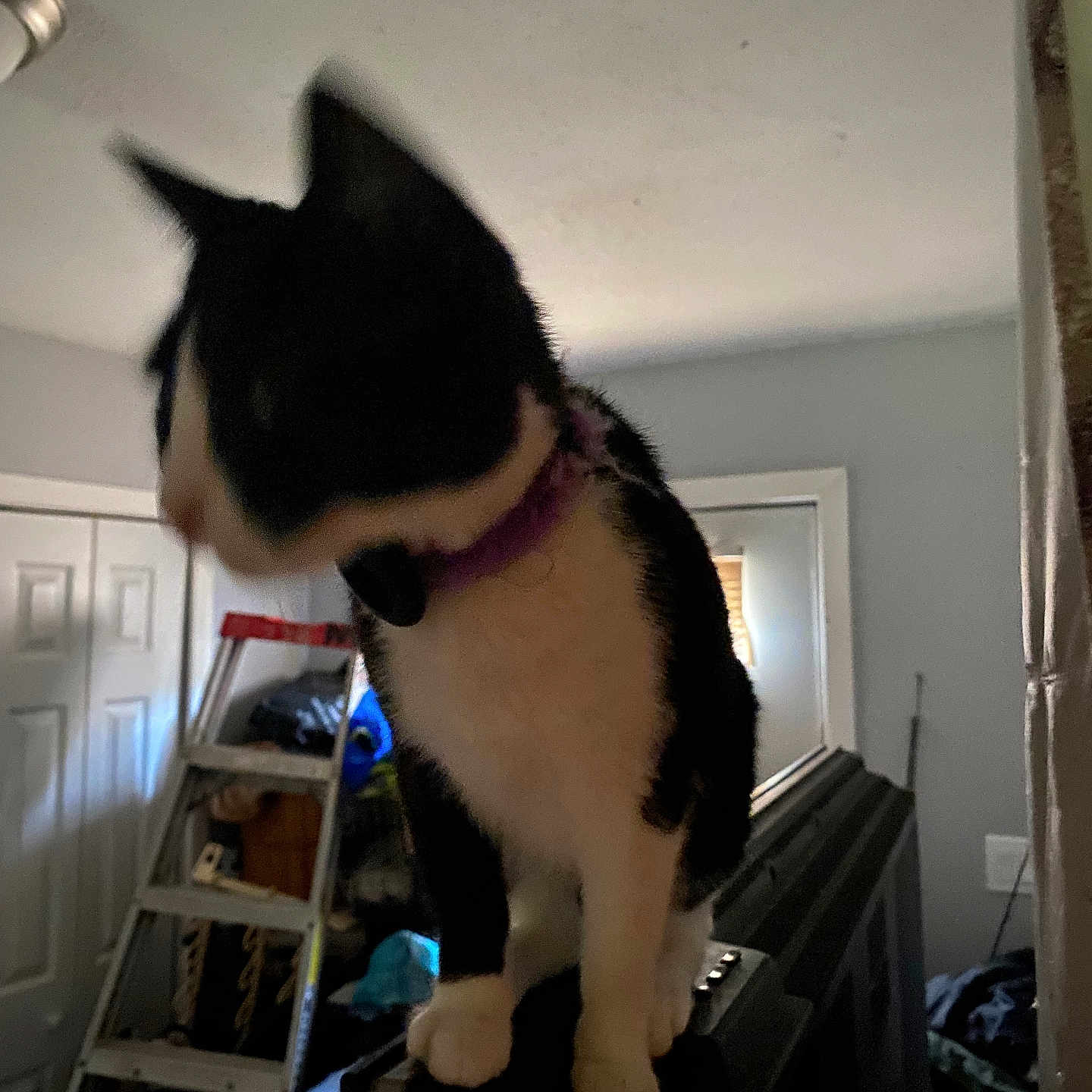 Moomoola joined the competition — help win amazing prizes! accessories, animal, architecture, building, cat, closet, cupboard, face, furniture, hardwood, head, indoors, interiordesign, livingroom, manx, person, pet, room, shelf, wood