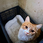 Callie joined the competition — help win amazing prizes! cat, orange_cat, white_cat, pet, feline, crate, blanket, cozy, indoor, curious, cute, animal, whiskers, fur, ears, looking_up, resting, soft_texture, domestic_animal, close_up