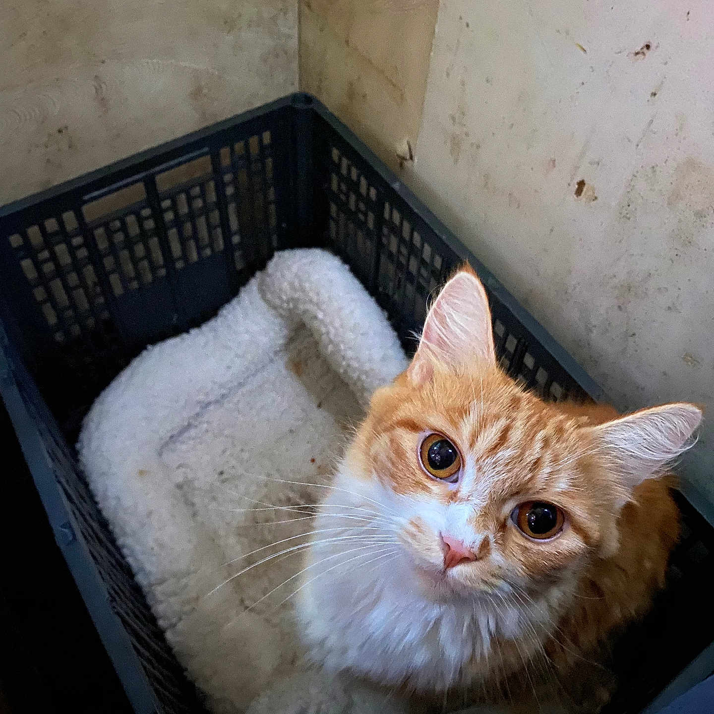 Callie joined the competition — help win amazing prizes! animal, blanket, cat, close_up, cozy, crate, curious, cute, domestic_animal, ears, feline, fur, indoor, looking_up, orange_cat, pet, resting, soft_texture, whiskers, white_cat