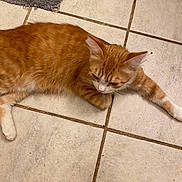 Gizzy is registered to the contest to win money with this photo: animal, cat, curious, domestic_cat, floor, fur, gray_rug, home, indoor, laying_down, mammal, orange_cat, paws, pet, quiet, relaxed, tabby, tile_floor, whiskers, white_paws