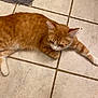 animal, cat, curious, domestic_cat, floor, fur, gray_rug, home, indoor, laying_down, mammal, orange_cat, paws, pet, quiet, relaxed, tabby, tile_floor, whiskers, white_paws