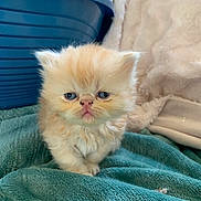 Garfield a rejoint le concours — aidez-le/la à gagner de superbes lots ! kitten, cat, fluffy, cream_colored, pet, animal, indoor, blanket, soft, cute, young, feline, blue, fabric, fur, small, resting, domestic, eyes, portrait