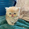 kitten, cat, fluffy, cream_colored, pet, animal, indoor, blanket, soft, cute, young, feline, blue, fabric, fur, small, resting, domestic, eyes, portrait