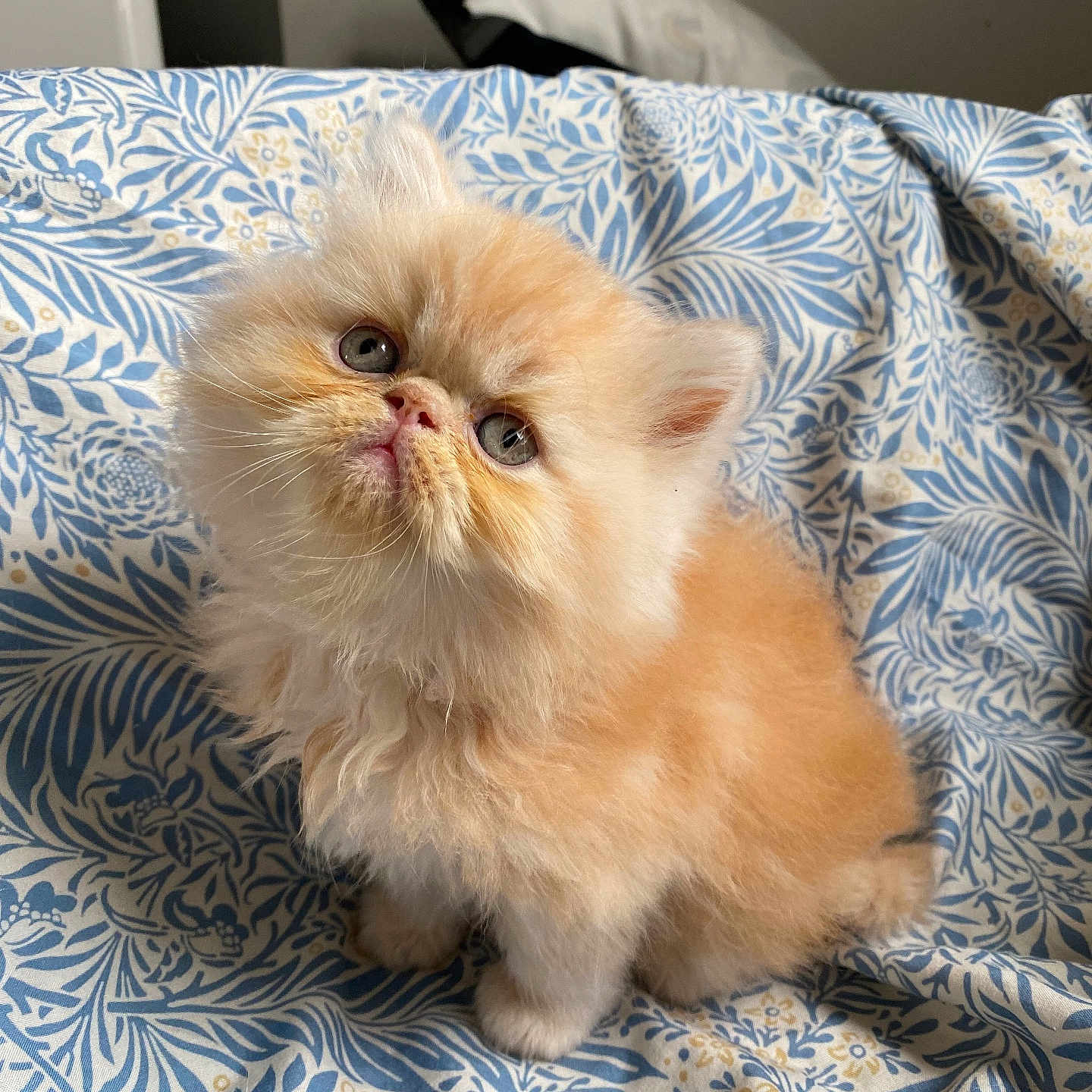 Garfield a rejoint le concours — aidez-le/la à gagner de superbes lots ! kitten, cat, fluffy, orange_cat, cream_cat, pet, animal, cute, young_cat, furry, sitting, indoor, fabric, patterned, blue, white, small, curious, whiskers, ears