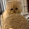 Garfield participe au concours pour gagner de l'argent avec cette photo : kitten, cat, fluffy, scratching_post, cage, indoor, pet, curious, fur, animal, young, cute, whiskers, playful, feline, small, adorable, face, closeup, looking
