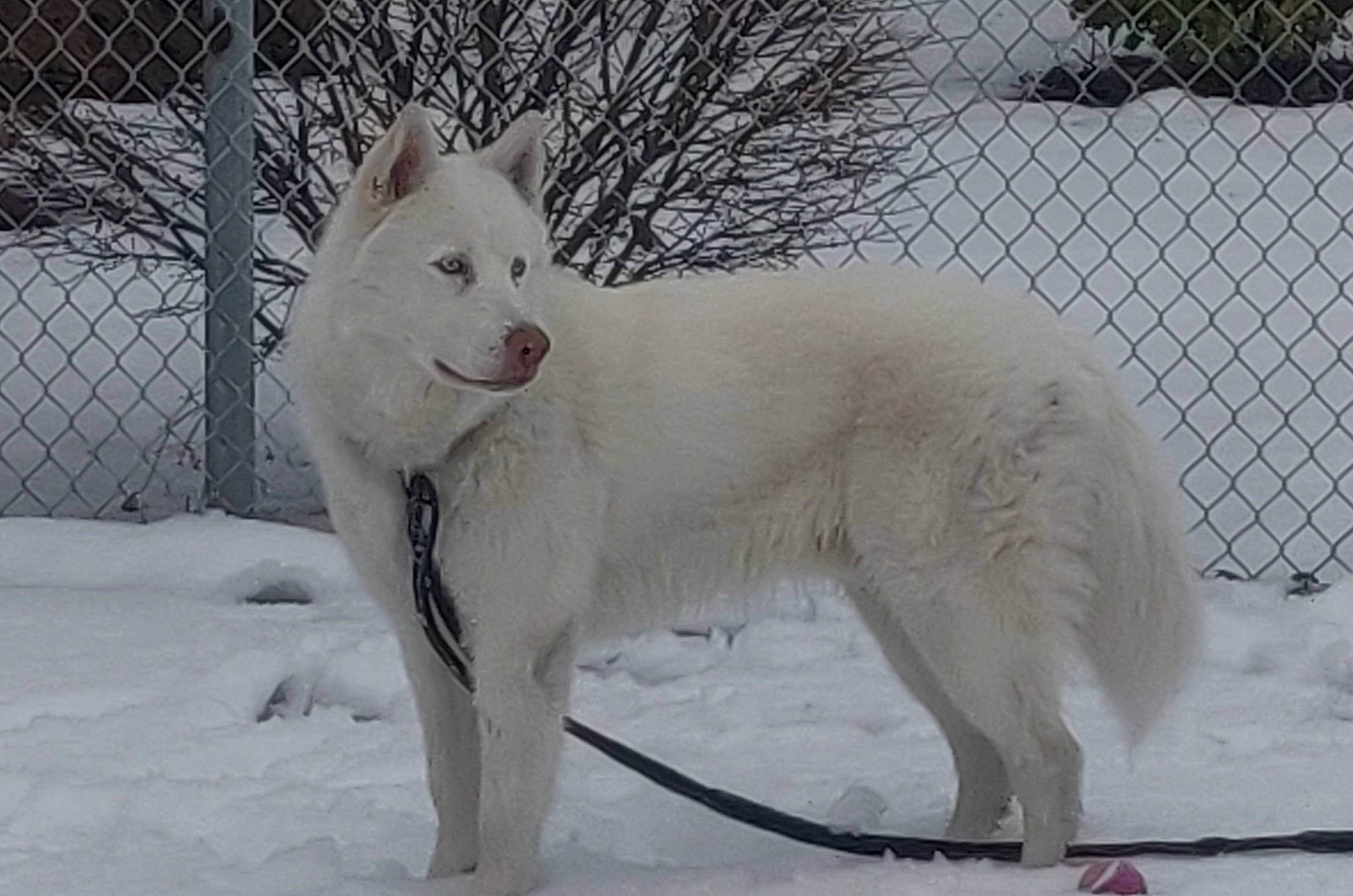 Blu Ace joined the competition — help win amazing prizes! blizzard, canidae, canis_lupus_tundrarum, carnivore, chain_link_fencing, companion_dog, dog, dog_breed, fence, freezing, ice, mammal, mesh, precipitation, snout, snow, sporting_group, vertebrate, winter, wire_fencing