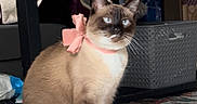 Bluebell joined the competition — help win amazing prizes! cat, siamese_cat, bow, pet, indoor, carpet, furniture, table, decor, blue_eyes, domestic_animal, sitting, household, cozy, living_room, cute, animal, floor, accessory, portrait