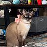 cat, siamese_cat, bow, pet, indoor, carpet, furniture, table, decor, blue_eyes, domestic_animal, sitting, household, cozy, living_room, cute, animal, floor, accessory, portrait