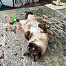 Bluebell is registered to the contest to win money with this photo: cat, siamese_cat, pet, indoor, carpet, toy, feather_toy, relaxed, playful, belly_up, scratching_post, cat_tunnel, floor, home, furniture, colorful, patterned_carpet, animal, cute, fur
