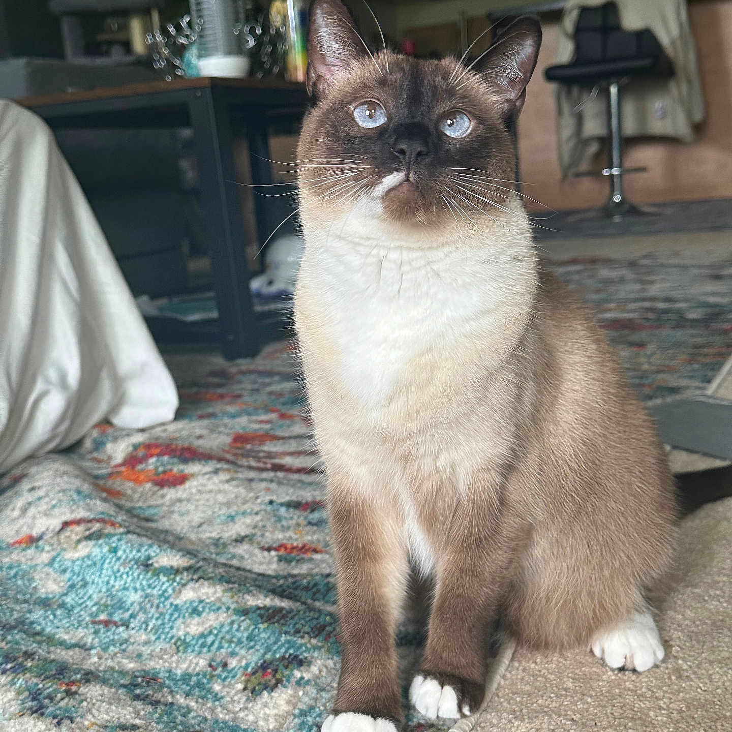 Bluebell joined the competition — help win amazing prizes! cat, siamese_cat, blue_eyes, sitting, indoor, rug, furniture, living_room, carpet, whiskers, ears, paws, fur, pet, animal, domestic, cozy, curious, portrait, household