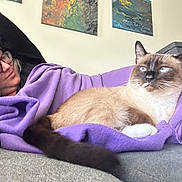 Bluebell is registered to the contest to win money with this photo: person, cat, siamese_cat, blanket, couch, glasses, indoor, relaxing, furniture, painting, art, purple_blanket, resting, wearing_glasses, home, comfort, light, pet, animal, cozy