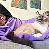 person, cat, siamese_cat, blanket, couch, glasses, indoor, relaxing, furniture, painting, art, purple_blanket, resting, wearing_glasses, home, comfort, light, pet, animal, cozy
