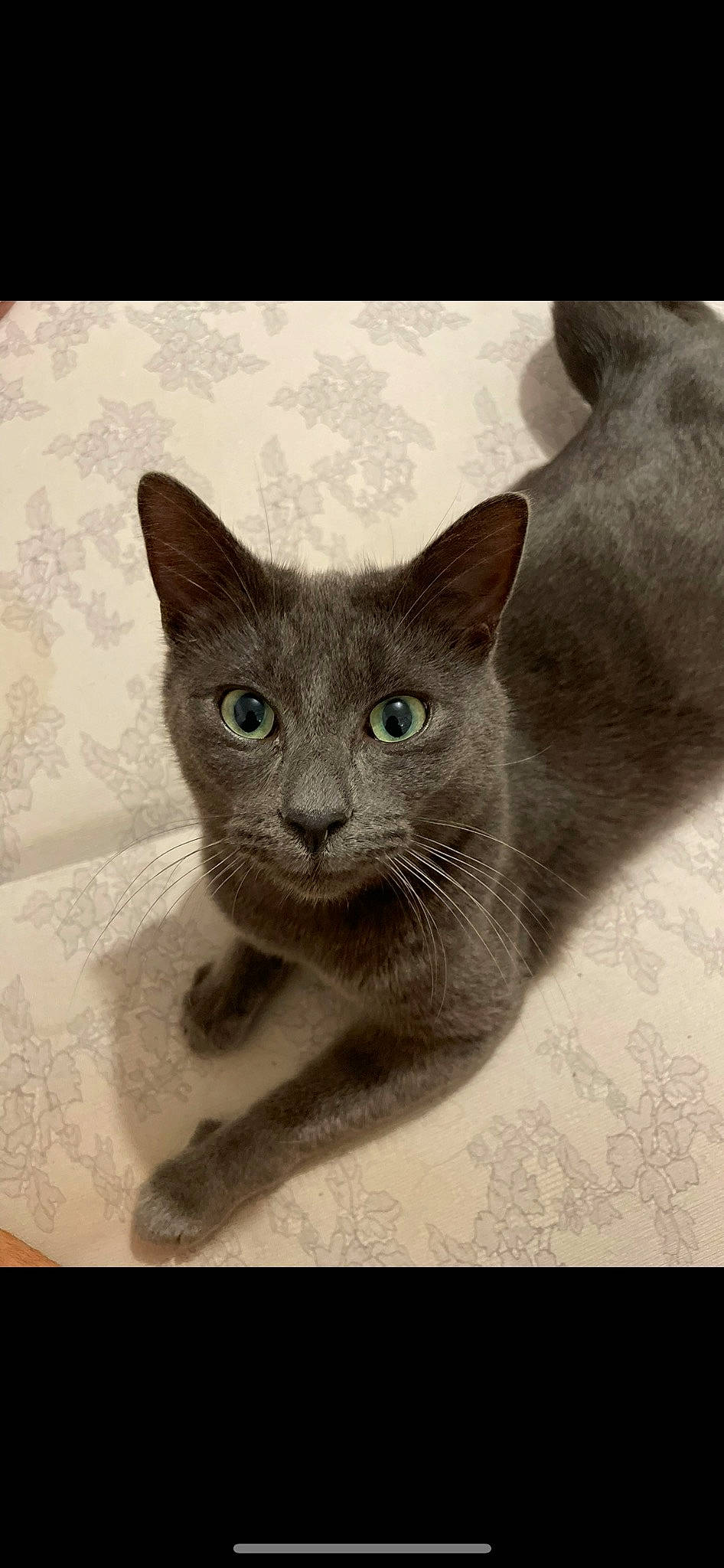 Marydja a rejoint le concours — aidez-le/la à gagner de superbes lots ! art, carnivore, cat, domestic_short_haired_cat, felidae, grey, illustration, russian_blue, small_to_medium_sized_cats, snout, terrestrial_animal, whiskers