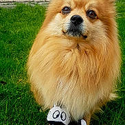 Lilou participe au concours pour gagner de l'argent avec cette photo : dog, fluffy, golden, grass, outdoor, toy, plush, zebra_pattern, pet, cute, animal, sitting, fur, nose, ears, eyes, nature, playful, mammal, companion