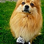 dog, fluffy, golden, grass, outdoor, toy, plush, zebra_pattern, pet, cute, animal, sitting, fur, nose, ears, eyes, nature, playful, mammal, companion