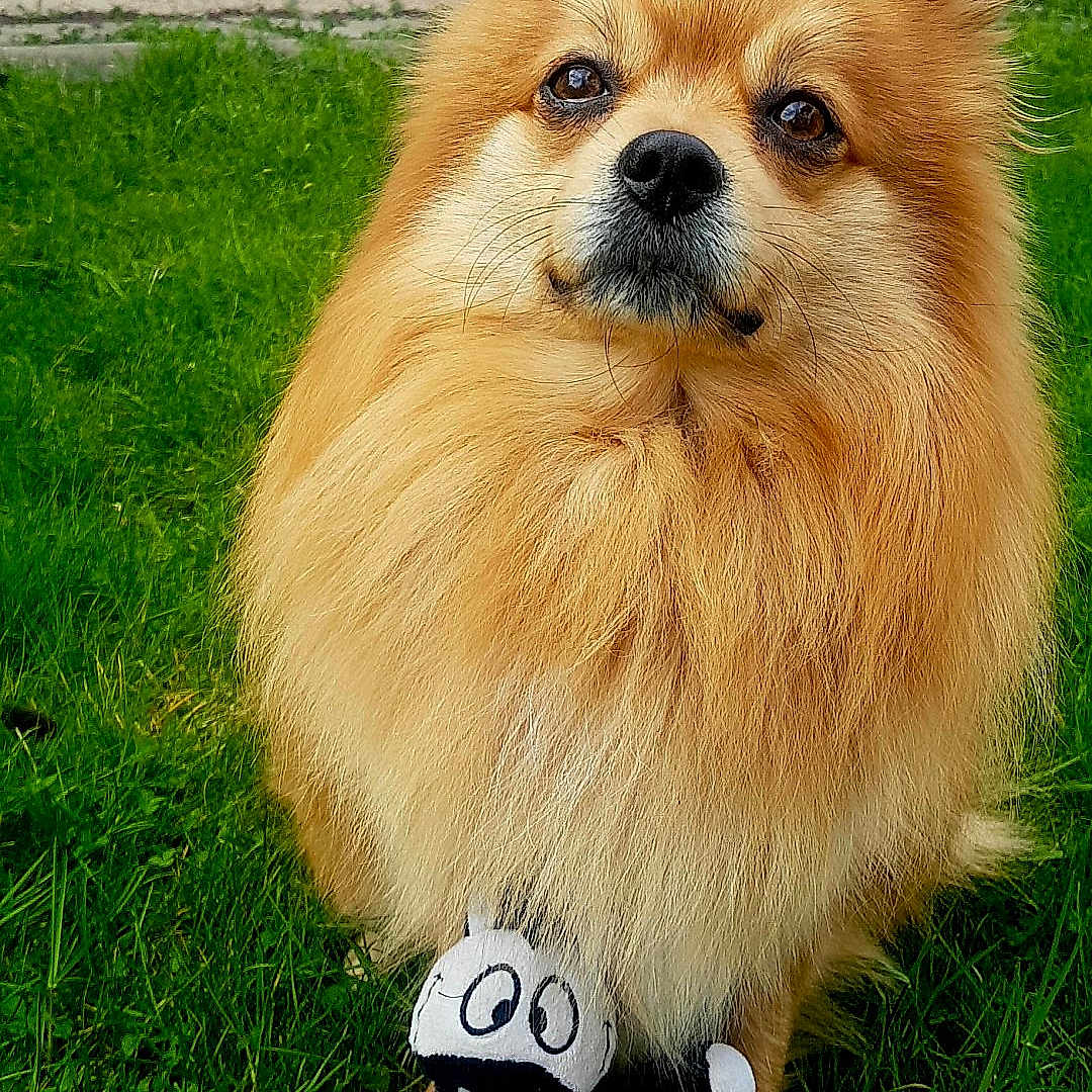 Lilou participe au concours pour gagner de l'argent avec cette photo : animal, companion, cute, dog, ears, eyes, fluffy, fur, golden, grass, mammal, nature, nose, outdoor, pet, playful, plush, sitting, toy, zebra_pattern
