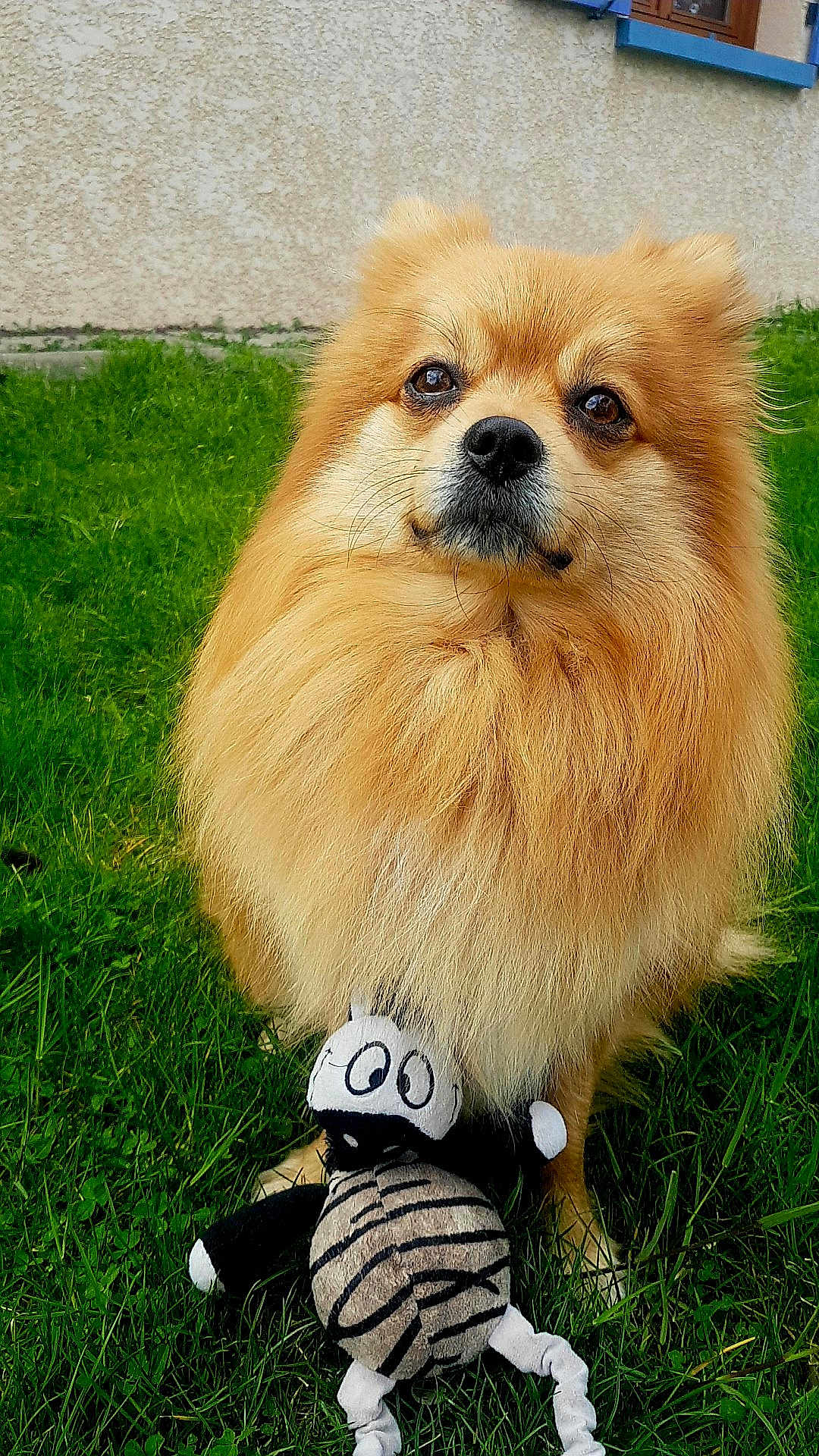 Lilou participe au concours pour gagner de l'argent avec cette photo : dog, fluffy, golden, grass, outdoor, toy, plush, zebra_pattern, pet, cute, animal, sitting, fur, nose, ears, eyes, nature, playful, mammal, companion