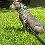 Reaper joined the competition — help win amazing prizes! air_conditioner, animal, canine, collar, daylight, dog, grass, greenery, house, lawn, leash, mower, nature, outdoor, pet, quiet, shade, side_view, sitting, tree