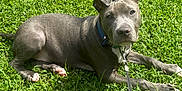 Reaper is registered to the contest to win money with this photo: adorable, animal, canine, collar, cute, dog, domestic_animal, friendly, grass, greenery, laying_down, leash, nature, outdoor, pet, playful, puppy, summer, sunlight, young