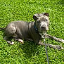 adorable, animal, canine, collar, cute, dog, domestic_animal, friendly, grass, greenery, laying_down, leash, nature, outdoor, pet, playful, puppy, summer, sunlight, young