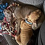 animal, blanket, brown_dog, canine, collar, comfort, companions, couch, cozy, dog, fur, gray_dog, home, indoor, paw, pet, relaxation, resting, sleeping, snuggling