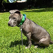 Reaper joined the competition — help win amazing prizes! animal, backyard, canine, dog, domestic_animal, ears, fur, grass, green_collar, leash, muzzle, nature, outdoor, pet, pitbull, puppy, shadow, sitting, sunlight, young