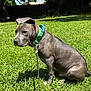 animal, backyard, canine, dog, domestic_animal, ears, fur, grass, green_collar, leash, muzzle, nature, outdoor, pet, pitbull, puppy, shadow, sitting, sunlight, young