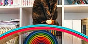Nami participe au concours pour gagner de l'argent avec cette photo : cat, tortoiseshell_cat, bookshelf, books, shelf, rainbow_toy, wooden_toy, indoor, tile_floor, sitting, portrait, fur, green_eyes, gaze, decor, figurine, stack_of_books, organized, pet, cozy