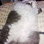 Kovu participe au concours pour gagner de l'argent avec cette photo :