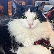 Leo joined the competition — help win amazing prizes! cat, black_and_white, fluffy, green_eyes, pet, indoor, blanket, furniture, living_room, cozy, relaxed, close_up, animal, mammal, whiskers, cute, domestic_cat, portrait, resting, soft
