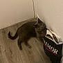 cat, gray_cat, floor, wood_floor, shopping_bag, bag, indoor, curious, pet, animal, feline, looking_up, ears, whiskers, tail, corner, wall, door, domestic_cat, cute