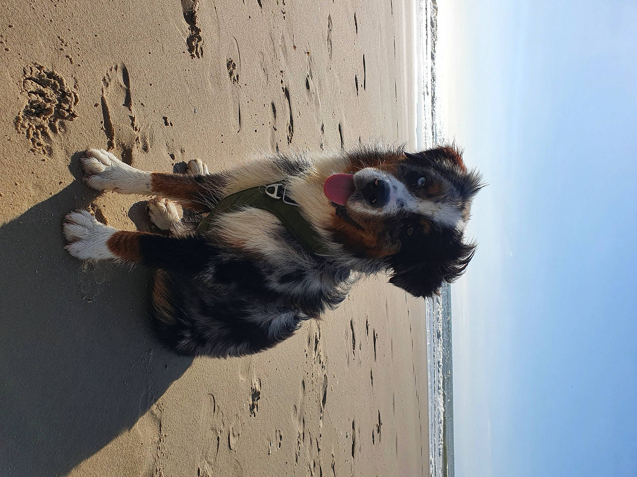 Snow a rejoint le concours — aidez-le/la à gagner de superbes lots ! carnivore, companion_dog, dog, dog_breed, foot, fur, shadow, sky, snout, sporting_group, tail, water, window, wood, working_animal